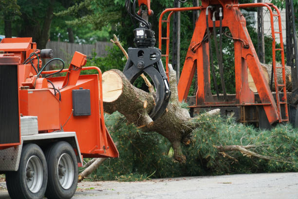 Best Lawn Grading and Leveling  in Victoria, VA